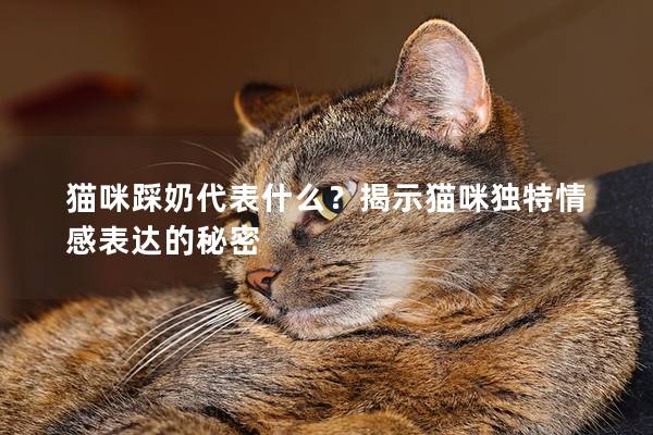 貓咪踩奶代表什么？揭示貓咪獨特情感表達的秘密