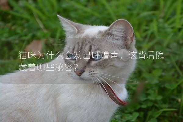 貓咪為什么會發出呼嚕聲，這背后隱藏著哪些秘密？