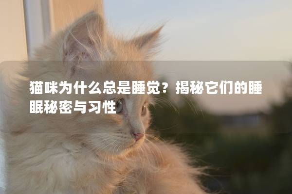 貓咪為什么總是睡覺？揭秘它們的睡眠秘密與習性