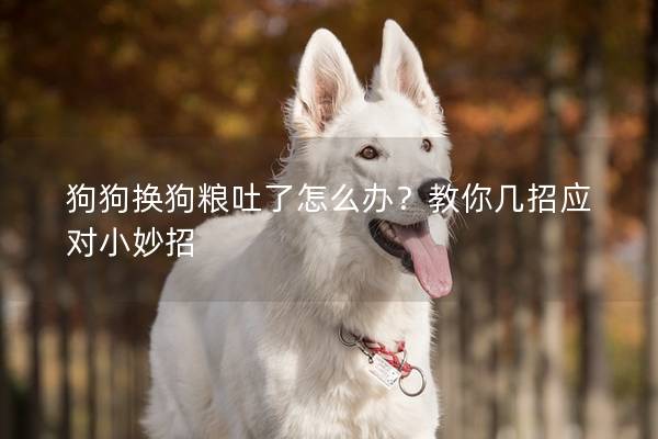 狗狗換狗糧吐了怎么辦？教你幾招應(yīng)對(duì)小妙招