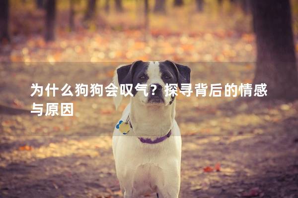 為什么狗狗會嘆氣？探尋背后的情感與原因