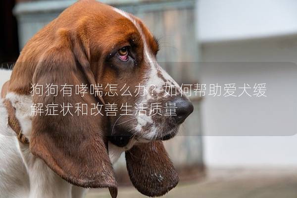 狗狗有哮喘怎么辦？如何幫助愛犬緩解癥狀和改善生活質量