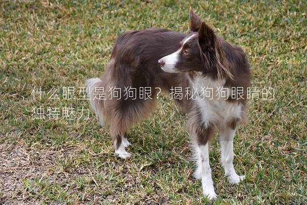 什么眼型是狗狗眼？揭秘狗狗眼睛的獨特魅力