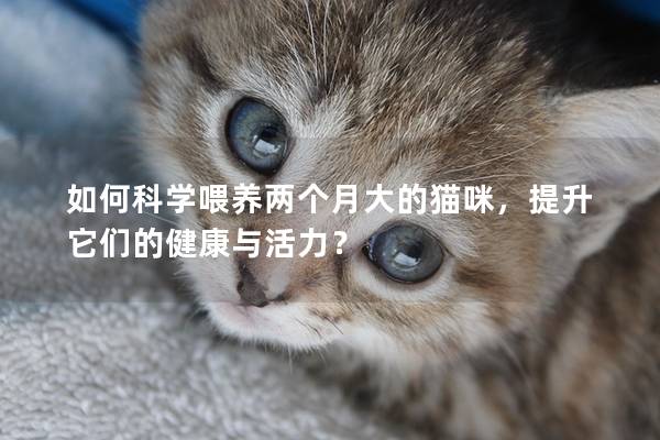 如何科學(xué)喂養(yǎng)兩個月大的貓咪，提升它們的健康與活力？