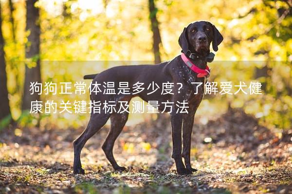 狗狗正常體溫是多少度？了解愛(ài)犬健康的關(guān)鍵指標(biāo)及測(cè)量方法