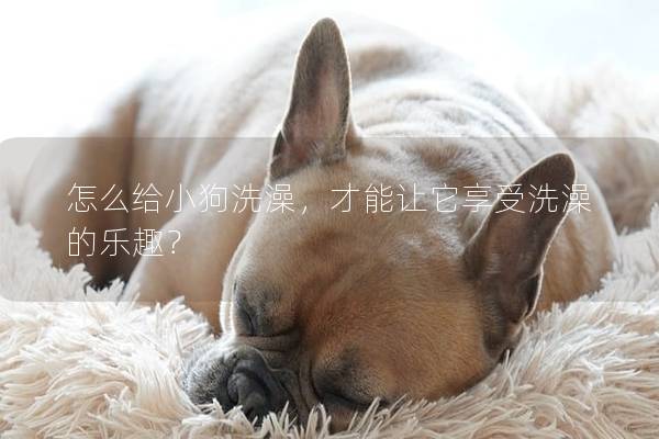 怎么給小狗洗澡，才能讓它享受洗澡的樂趣？
