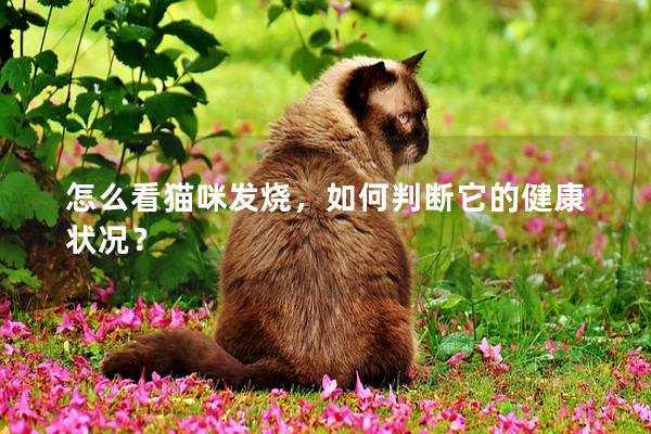 怎么看貓咪發燒，如何判斷它的健康狀況？