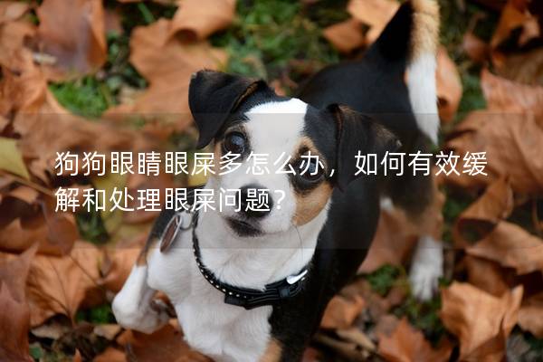 狗狗眼睛眼屎多怎么辦，如何有效緩解和處理眼屎問題？