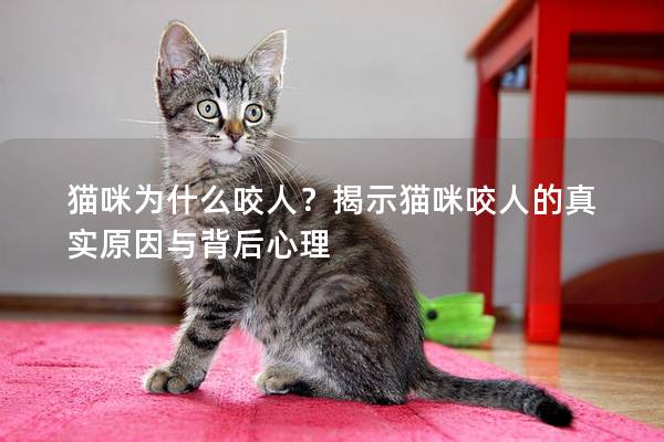 貓咪為什么咬人？揭示貓咪咬人的真實原因與背后心理