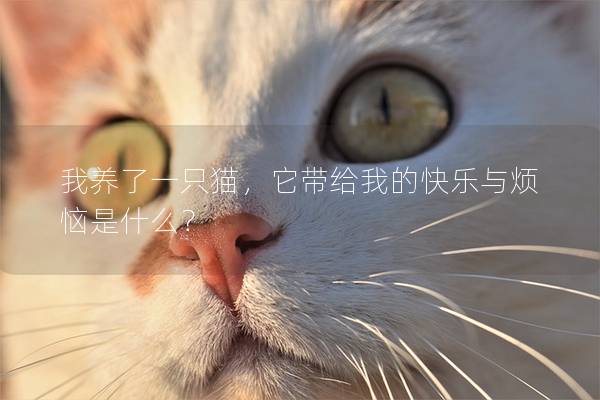 我養了一只貓，它帶給我的快樂與煩惱是什么？