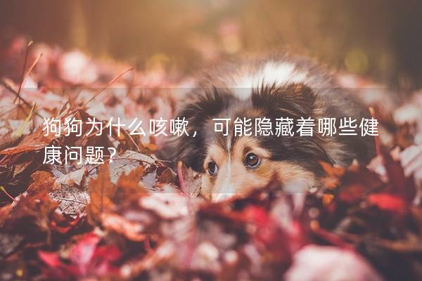 狗狗為什么咳嗽，可能隱藏著哪些健康問題？