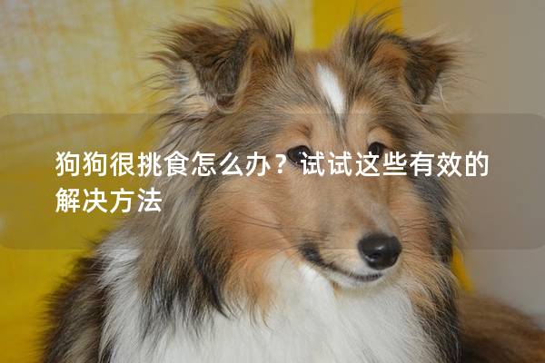 狗狗很挑食怎么辦？試試這些有效的解決方法