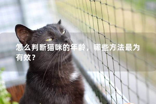 怎么判斷貓咪的年齡，哪些方法最為有效？