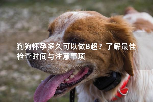 狗狗懷孕多久可以做B超？了解最佳檢查時間與注意事項