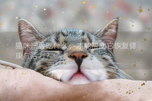 貓咪產后吃什么，才能幫助它恢復健康與活力？
