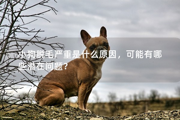 小狗脫毛嚴重是什么原因,可能有哪些潛在問題? 小狗脫毛嚴重是什么原因,可能有哪些潛在問題?