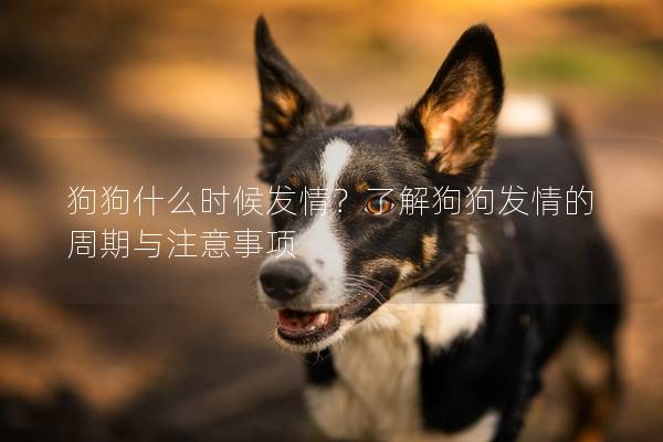 狗狗什么時(shí)候發(fā)情？了解狗狗發(fā)情的周期與注意事項(xiàng)