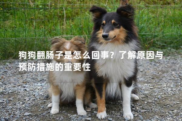 狗狗翻腸子是怎么回事？了解原因與預(yù)防措施的重要性