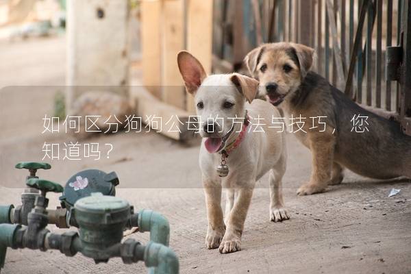 如何區分狗狗公母的方法與技巧，您知道嗎？