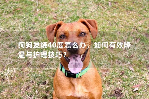狗狗發燒40度怎么辦，如何有效降溫與護理技巧？