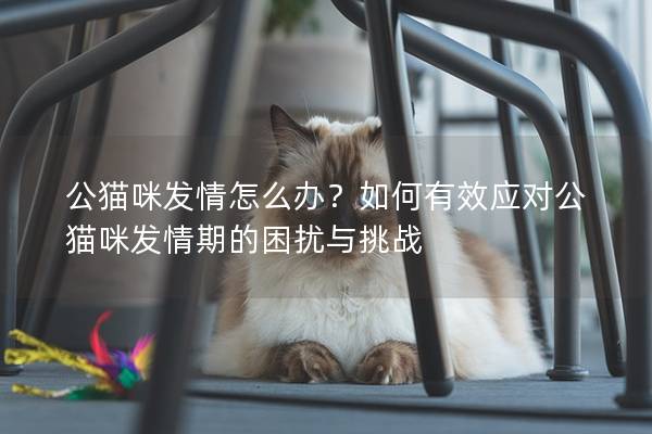 公貓咪發情怎么辦？如何有效應對公貓咪發情期的困擾與挑戰