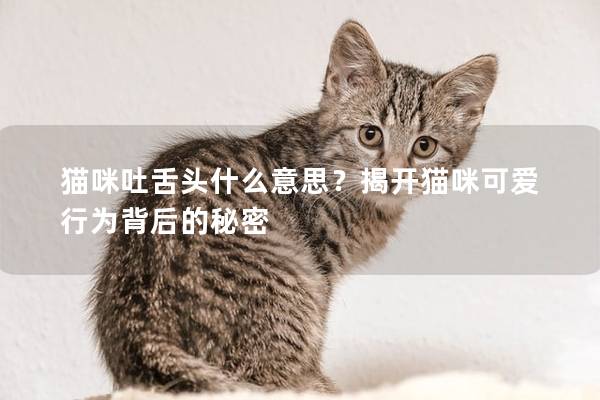 貓咪吐舌頭什么意思？揭開貓咪可愛行為背后的秘密