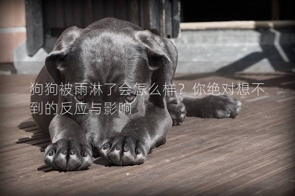 狗狗被雨淋了會怎么樣？你絕對想不到的反應(yīng)與影響
