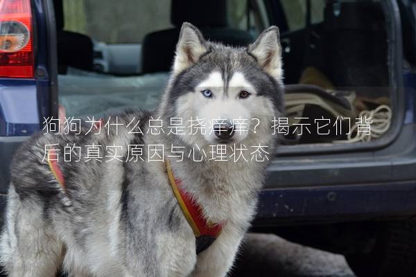狗狗為什么總是撓癢癢？揭示它們背后的真實原因與心理狀態(tài)