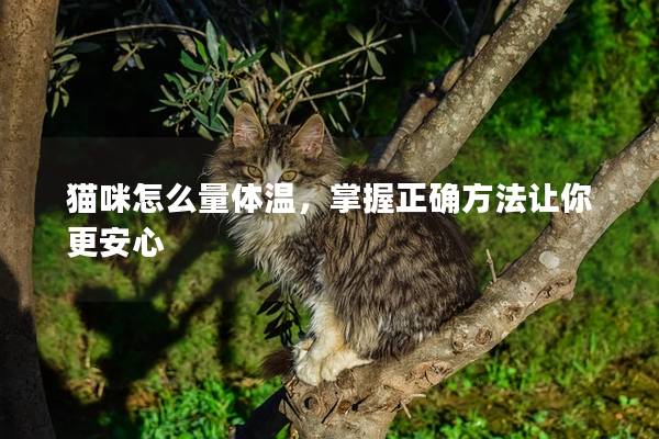貓咪怎么量體溫，掌握正確方法讓你更安心