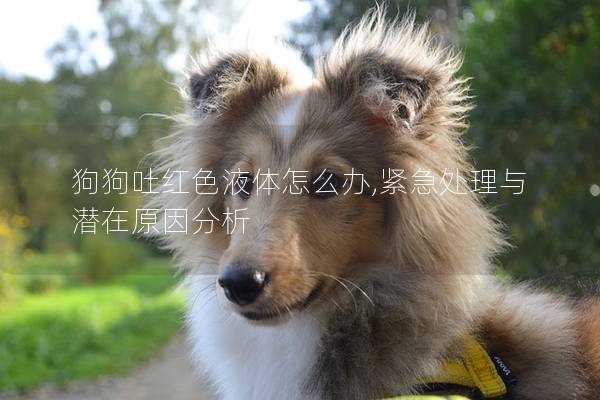 狗狗吐紅色液體怎么辦,緊急處理與潛在原因分析
