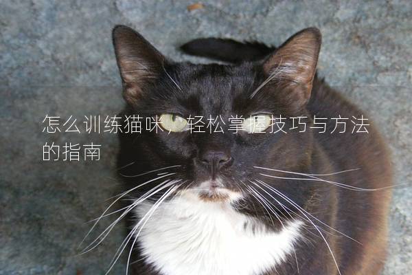 怎么訓(xùn)練貓咪，輕松掌握技巧與方法的指南