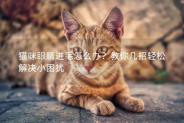 貓咪眼睛進毛怎么辦？教你幾招輕松解決小困擾