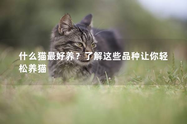 什么貓最好養?了解這些品種讓你輕松養貓 什么貓最好養?了解這些品種讓你輕松養貓