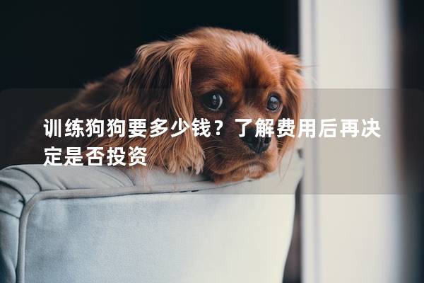 訓練狗狗要多少錢？了解費用后再決定是否投資