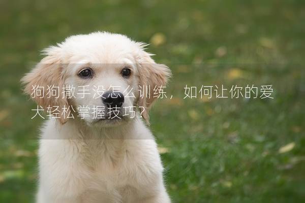 狗狗撒手沒怎么訓練，如何讓你的愛犬輕松掌握技巧？