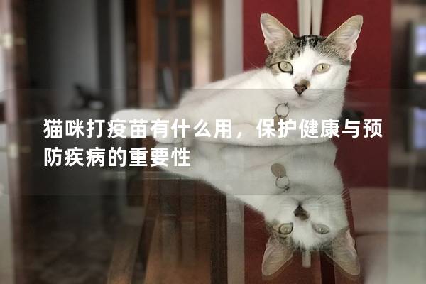 貓咪打疫苗有什么用，保護健康與預防疾病的重要性