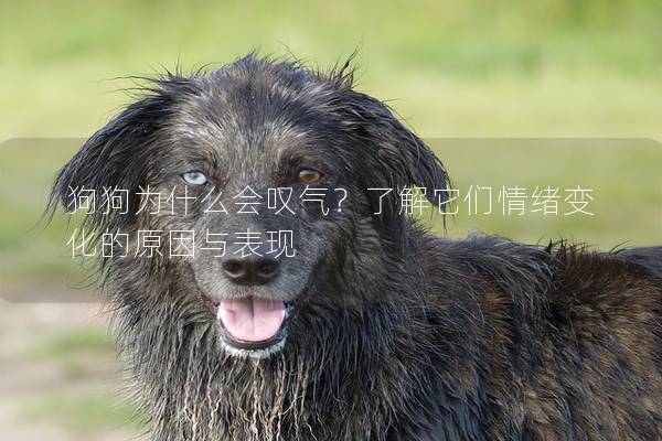 狗狗為什么會嘆氣？了解它們情緒變化的原因與表現(xiàn)