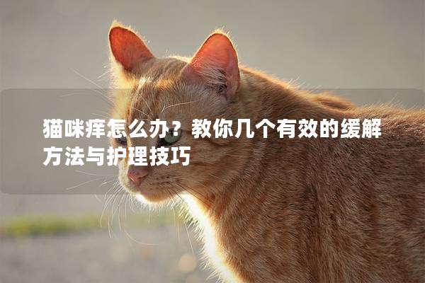 貓咪癢怎么辦？教你幾個有效的緩解方法與護理技巧
