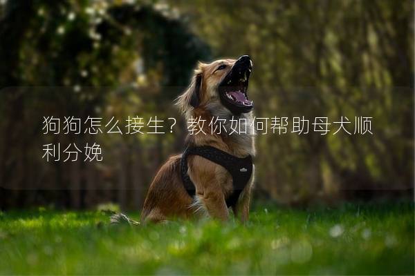 狗狗怎么接生？教你如何幫助母犬順利分娩