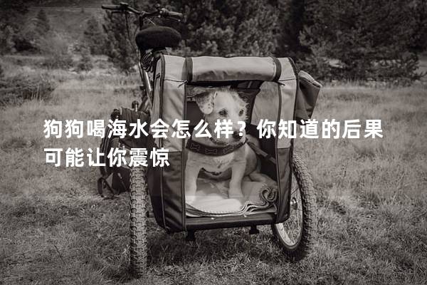 狗狗喝海水會怎么樣？你知道的后果可能讓你震驚