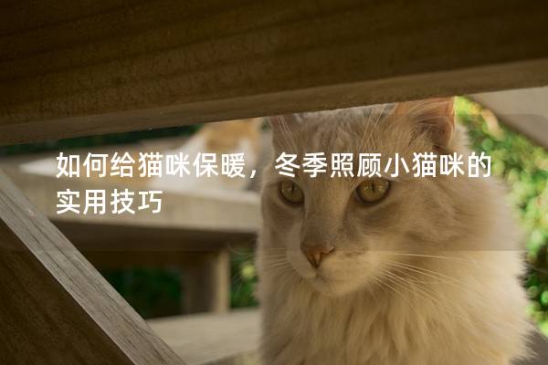 如何給貓咪保暖，冬季照顧小貓咪的實用技巧