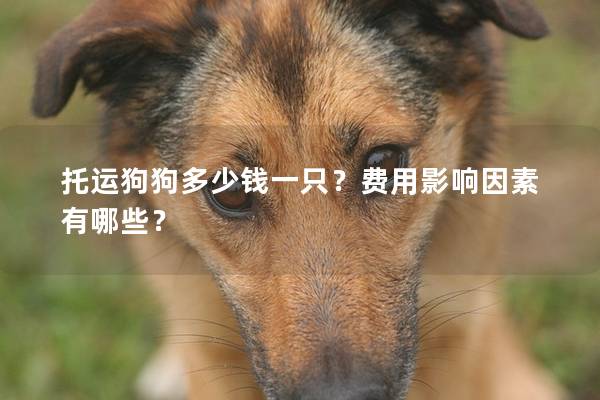 托運(yùn)狗狗多少錢一只？費(fèi)用影響因素有哪些？