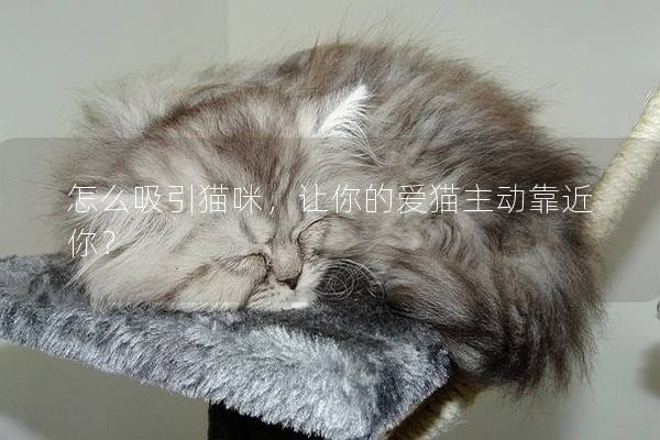 怎么吸引貓咪，讓你的愛貓主動靠近你？