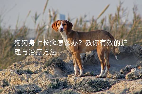 狗狗身上長癬怎么辦？教你有效的護理與治療方法