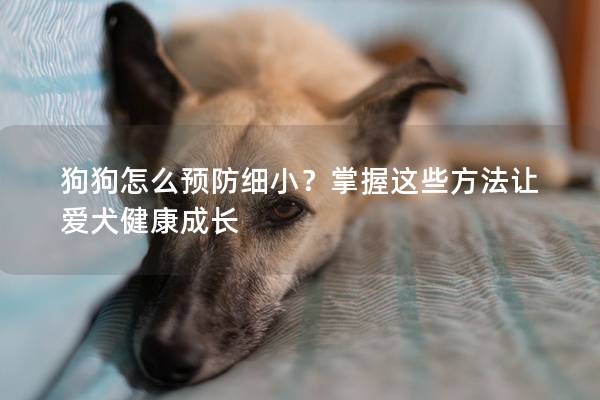 狗狗怎么預(yù)防細(xì)小？掌握這些方法讓愛犬健康成長
