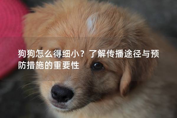 狗狗怎么得細小？了解傳播途徑與預(yù)防措施的重要性