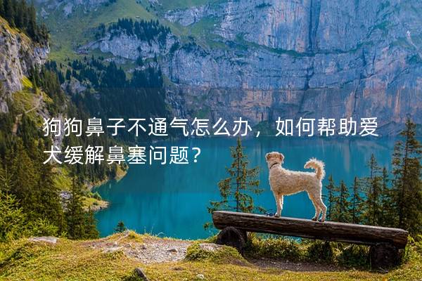 狗狗鼻子不通氣怎么辦，如何幫助愛犬緩解鼻塞問題？