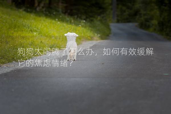 狗狗太鬧騰了怎么辦，如何有效緩解它的焦慮情緒？