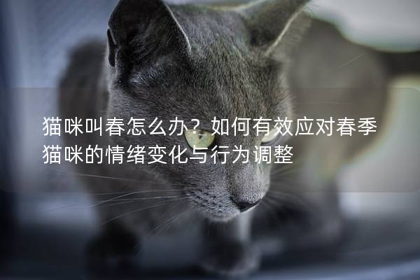 貓咪叫春怎么辦？如何有效應對春季貓咪的情緒變化與行為調整