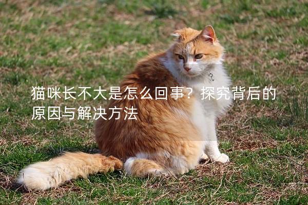 貓咪長不大是怎么回事？探究背后的原因與解決方法
